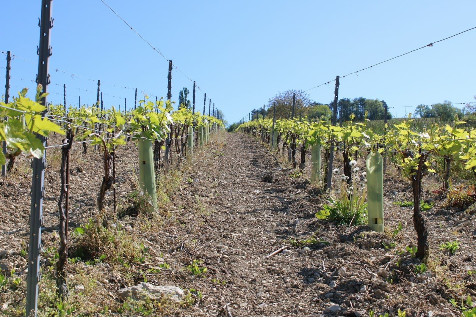 Le vignoble biologique de Mont-Vénérat